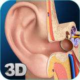 com.visual3dscience.Ear