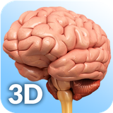 com.visual3dscience.brainpro