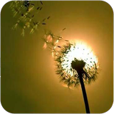 eshgh.matnhayefalsafi