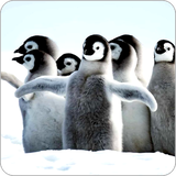 com.techwall.Penguin