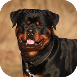 com.aio.rottweiler