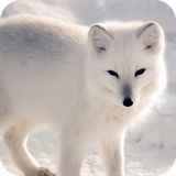 com.fox.wallpaper.cutewallpaper