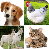 russian.animals.names.with.sounds