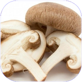 parvaz.parvareshgharch