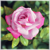 bibi.JigsawPuzzles.FlowerJigsawPuzzles