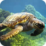 com.tortoisewallpaper.wallpaper.hdwallpaper