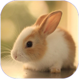 tehran.khersvkhargosh