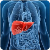 net.berke.app.kabed.sal