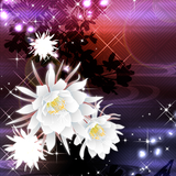 jp.co.a_tm.android.plus_gekka_bijin