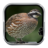 negahdari.belderchindgh