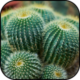 com.ipmobilesolutions.wallpaperscactus