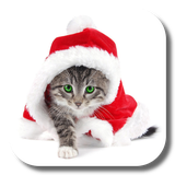 com.livewallpaperkkpicture.cat4