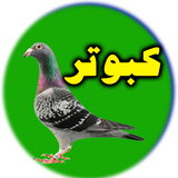 pigeon.app