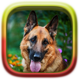 com.happy.studio.puzzle.german.shepherd