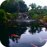 realpondwithkoi.ihs.com