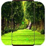 com.GreenNatureWallpaper.naturewallpaper.greenwallpaper.background