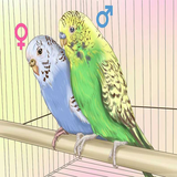 arsem.parvaresh.morgh.eshgh