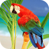 parrotsfromriolwp.ezz.com