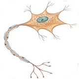 tehran.zahreseluleasabi
