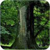 mr.jazebehayegardeshgariostanegolestan