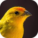 com.azamsoft_cantos_do_canario_hd