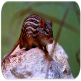 com.appsfreeinc.mouse.rat.sounds