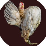 ir.rezabahrami.zinati