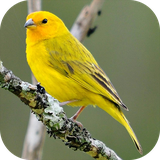 com.azamsoft_cantos_do_canario_hd