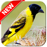 com.eduardodeveloper.osomdospassaros.Pintassilgo.Cantode.aves