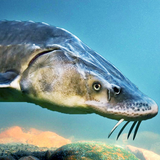 com.wildlife.sturegon