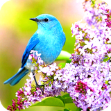 com.bird.wallpaper.birddulalwallpaper