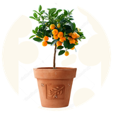 ir.shina.kashtgoldani