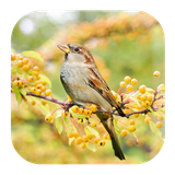 com.kikaapps.sparrowsound.chippingsparrow