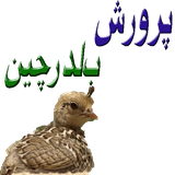 ir.androidegold.belderchin