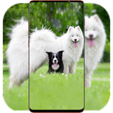 com.DogWallpaper.animalwallpaper.pitbulldogwallpaper.background