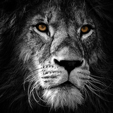 app.wallpaper.lion2