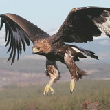 com.myapp.Eagle.WallpapersHd