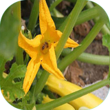 com.sra_sqltlm.gologiyahe