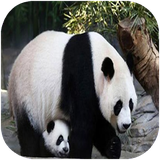 folad.gushtkharsananeafrigha