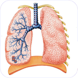 ghah.dastgahetanafos