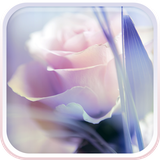 com.RoseLiveWallpaperHQ