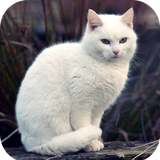 com.Cat.wallpaper.kittenimage.animal.wallpaper