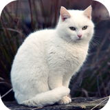 com.Cat.wallpaper.kittenimage.animal.wallpaper