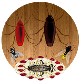 com.darksuntech.bugkillsmash