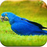 com.parrot.wallpaper.parrotbackground