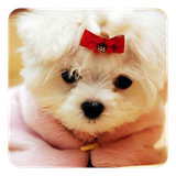 com.ultra.CuteDogsLiveWallpaper