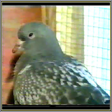 ir.elme.kabotardare.d