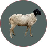 com.khorshid_ht.gosfand