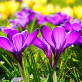 com.livewallpapers3d.beautifulspringflowers