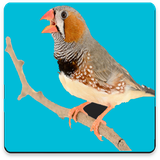 com.pishtaz_ht.fench